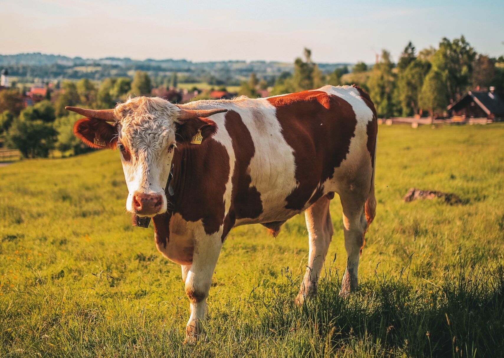 cow farm stock